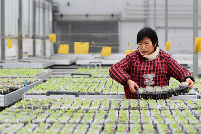 Chinas Lebensmittelindustrie verzeichnet stetiges Wachstum bei Produktion und Umsatz