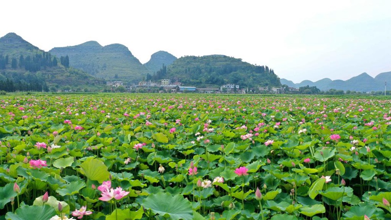 Ansicht von Lotusblumen in Guizhou