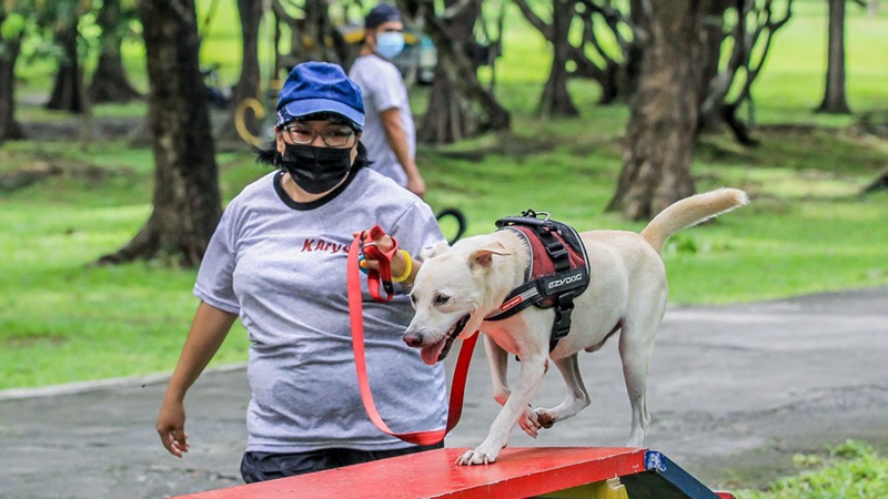Streunende Hunde auf den Philippinen als Rettungshunde trainiert