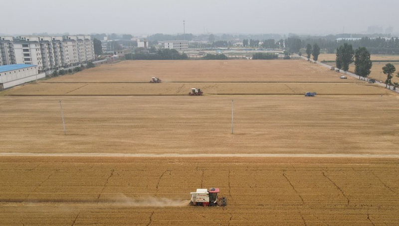 China fährt reiche Ernte bei Sommergetreide ein