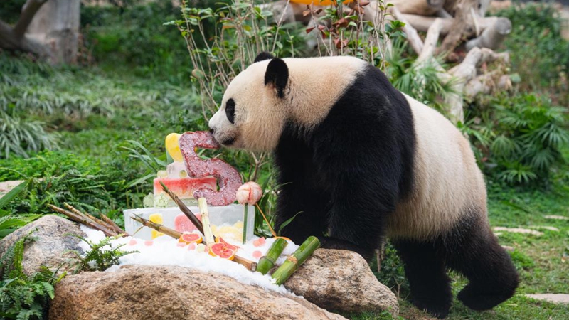 Riesenpanda-Zwillingsbrüder feiern Geburtstag in Macau