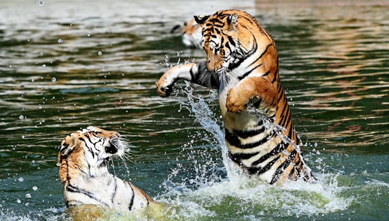 In Bildern: Sibirische Tiger im Waldpark in Heilongjiang