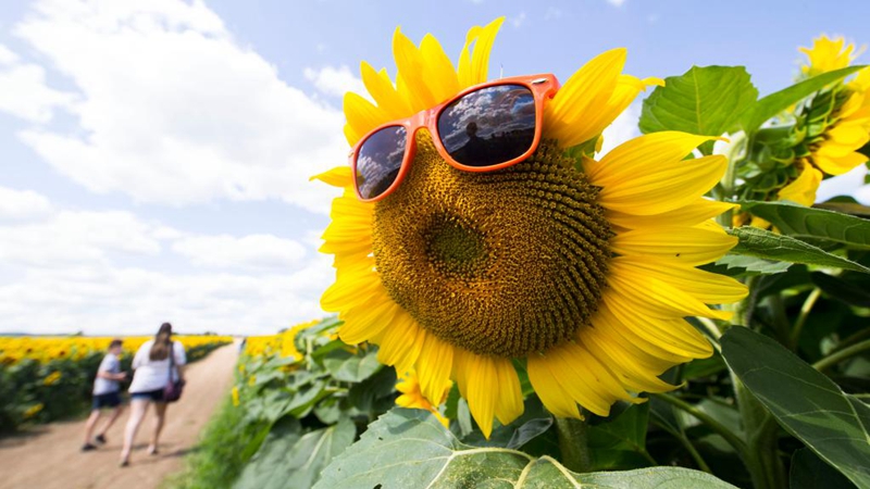 Sonnenblumenfestival in Caledon von Kanada