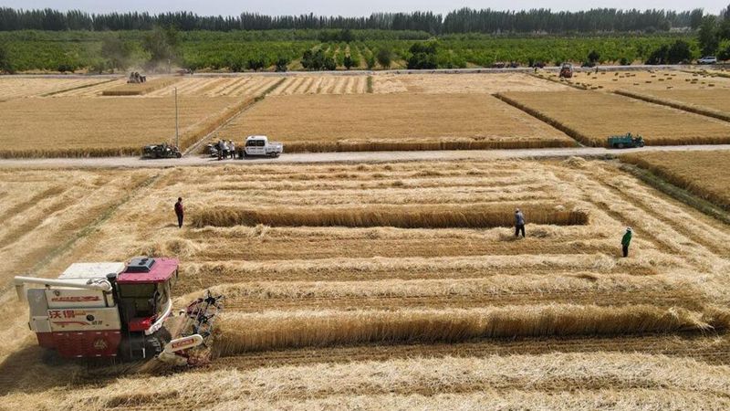 Rekordverdächtige Getreideernte in Xinjiang erwartet