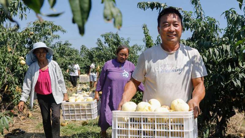 Frische Pfirsiche versüßen das Leben der Bauern