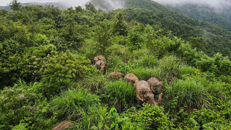China richtet "Elefantenkantinen" gegen Herdenwanderungen ein