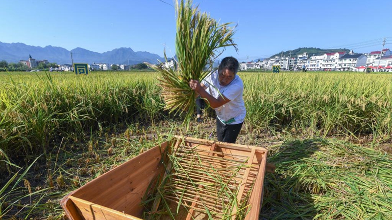 Bauern haben Spaß während Sportveranstaltung zum Thema Reisfelder
