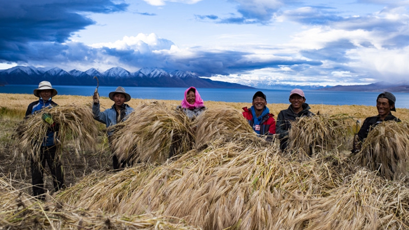 Dorfbewohner im tibetischen Hochland feiern Gerstenernte