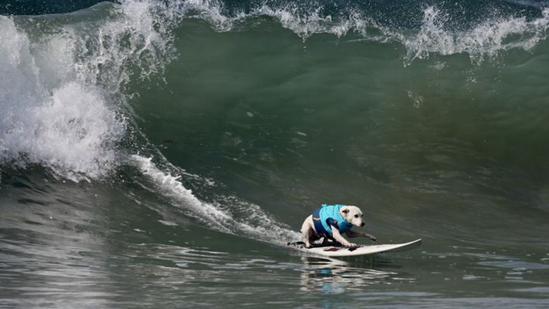 In Bildern: Hunde treten bei Surfmeisterschaft in den USA an