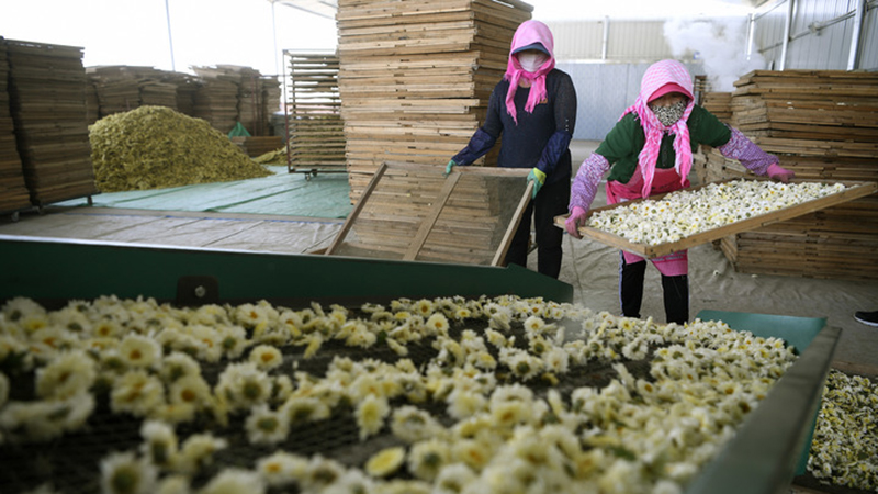 Fotoreportage: Chrysanthemen-Ernte im Nordwesten Chinas