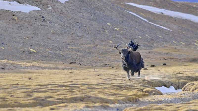Tibet zahlt 149 Millionen US-Dollar Entschädigung für Wildtierschäden