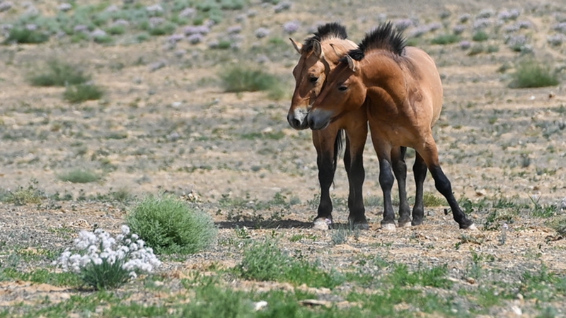 Fotoreportage: Bestand geschützter Przewalski-Pferde in Xinjiang wächst