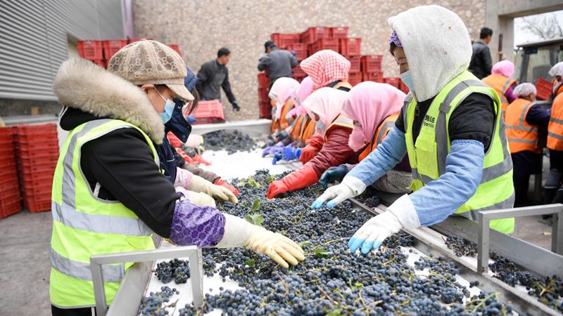 Bauern in Ningxia mit Ernte von Weintrauben beschäftigt
