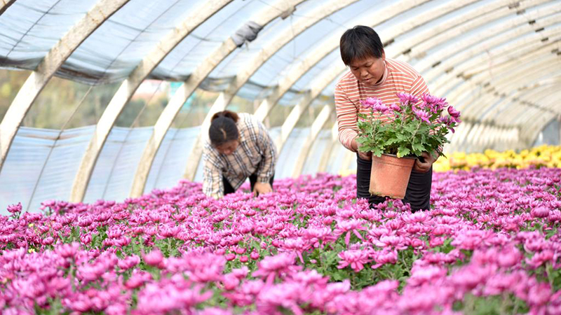 Blumenpflanzindustrie im Bezirk Nanhe der Provinz Hebei entwickelt