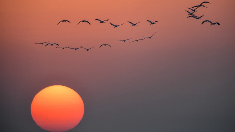 In Bildern: Zugvögel überfliegen Naturschutzgebiet in Provinz Jilin im Nordosten Chinas
