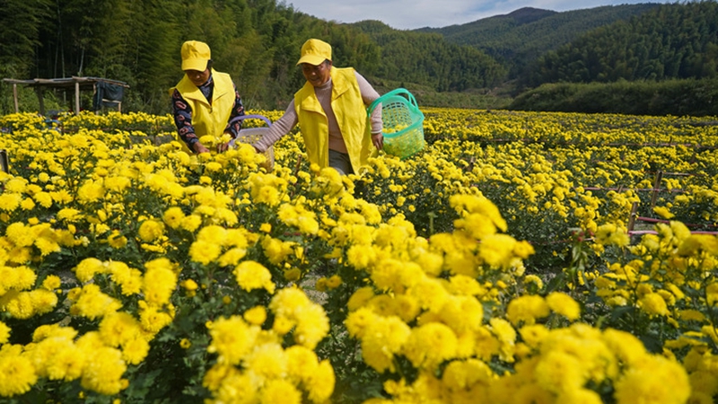 Fotoreportage: Chrysanthemen-Ernte in der ostchinesischen Provinz Jiangxi