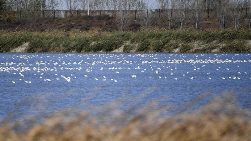 Vogelpopulation in Feuchtgebiet in der chinesischen Stadt Tianjin steigt an