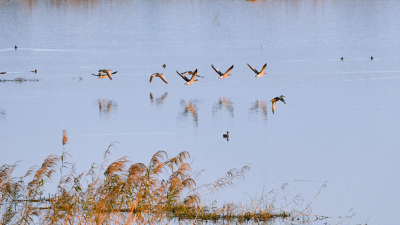 Mehr als 30.000 Zugvögel strömen in chinesisches Naturschutzgebiet