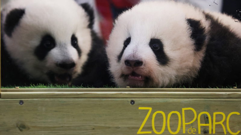 Fotoreportage: Riesenpanda-Zwillinge in französischem Zoo erhalten Namen