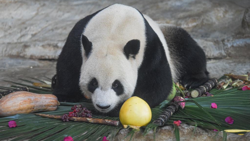 Haikou feiert 3. Jahrestag der Niederlassung von zwei Riesenpandas auf der Insel