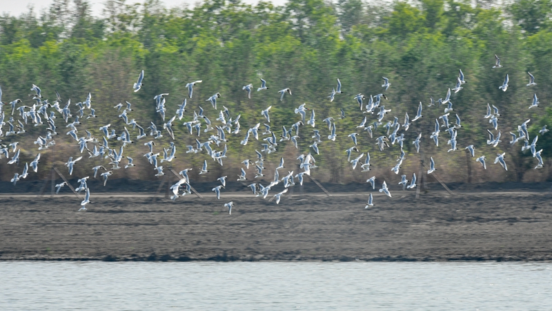 400.000 Zugvögel kommen in chinesischer Stadt Tianjin an