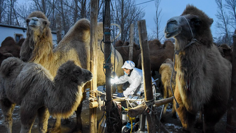 Fotoreportage: Kamelzucht wird zu einer wichtigen Industrie in Xinjiang