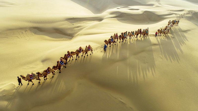 Kamelherde in Kubuqi-Wüste in Chinas Innerer Mongolei