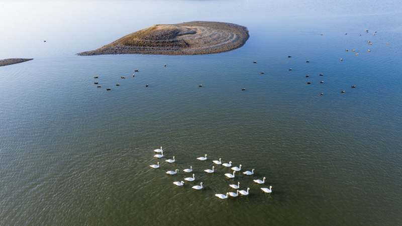Zugvögel erreichen Chinas größten Süßwassersee