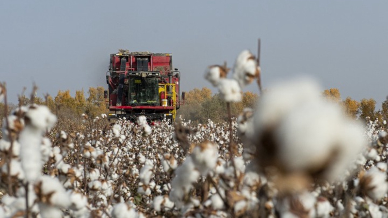 Xinjiang erlebt ertragreiche Ernte von Baumwolle