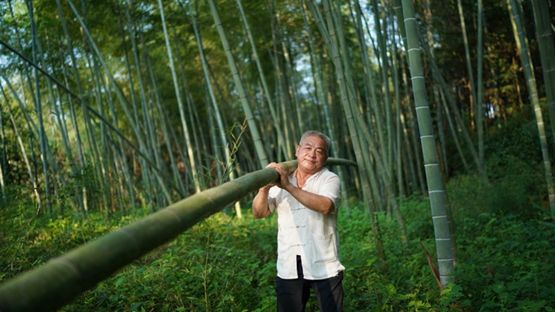 Fotoreportage: China will Entwicklung der Bambusindustrie beschleunigen