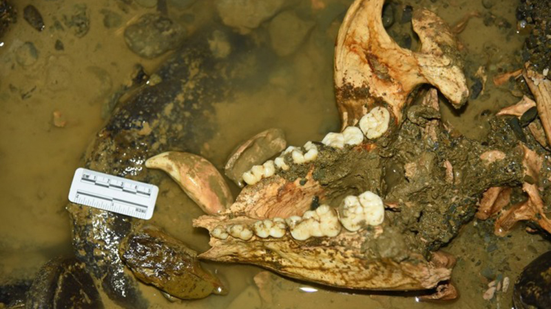 Mehr als 100.000 Jahre altes Riesenpanda-Fossil in China entdeckt