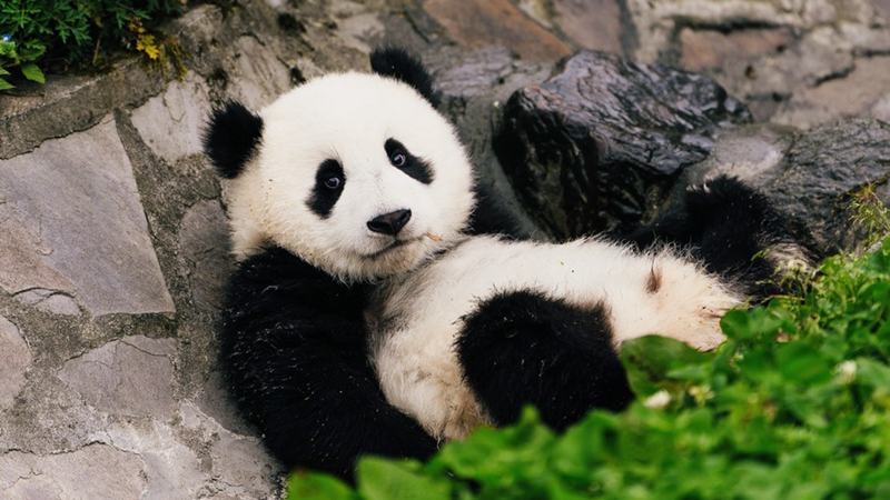 Schutz des Riesenpandas im Südwesten Chinas kommt auch anderen Arten zugute