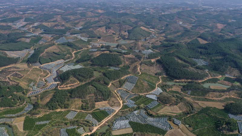 In Bildern: Ein Blick auf die Orangenplantagen im chinesischen Liuzhou