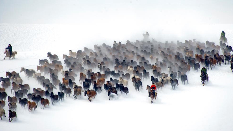 Pferde galoppieren auf Schneefeld in Xinjiang