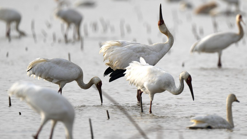 Chinas größter Süßwassersee verzeichnet Rekordzahl von Wasservögeln