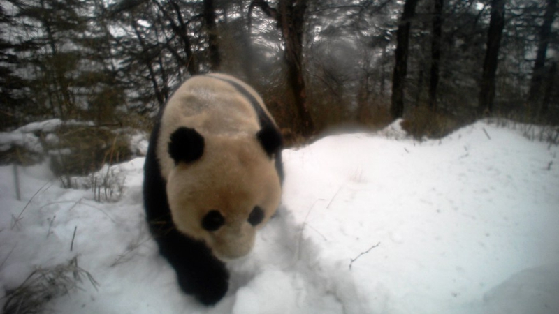 Gesichtserkennung hilft bei Schutz von Riesenpandas in China