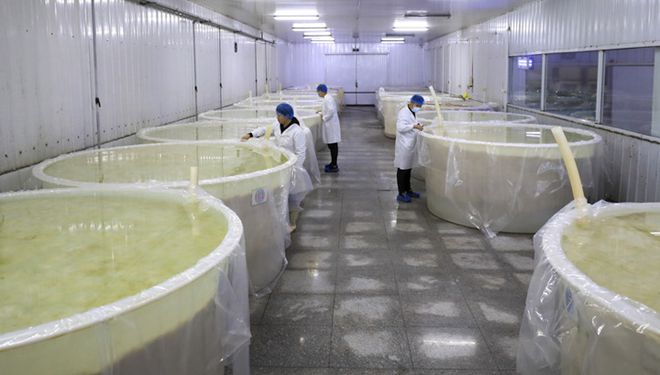 Fotoreportage: Einblicke in die Produktion von chinesischem Sauerkraut in der Provinz Liaoning