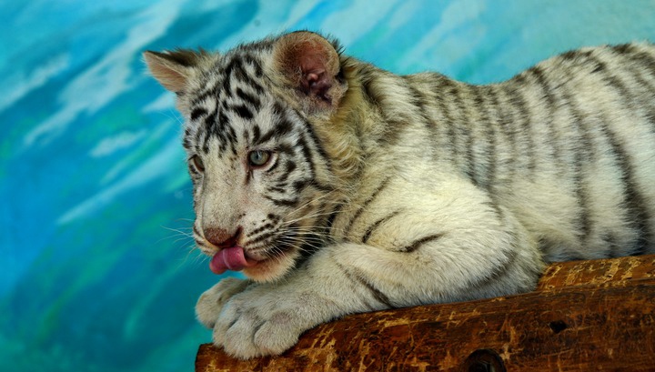 In Bildern: Weißes Tigerjunges im Wildtierpark in Shanghai