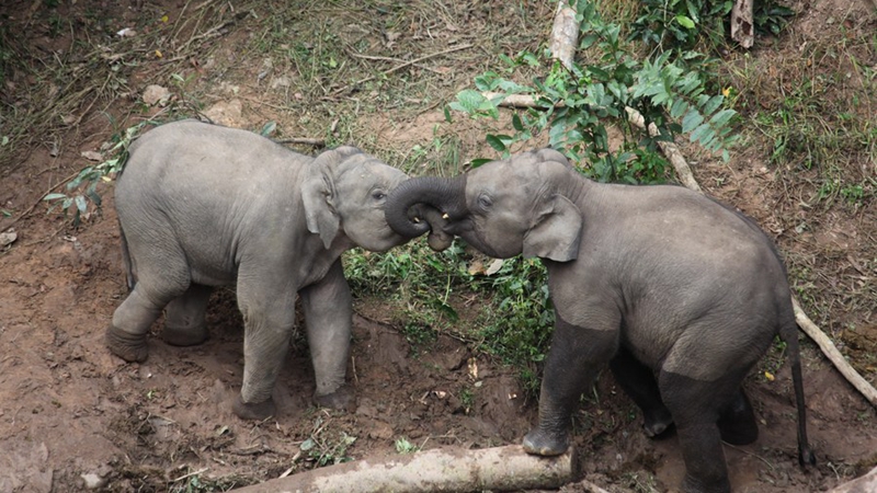 Neugeborene wildlebende Asiatische Elefanten in Yunnan gesichtet