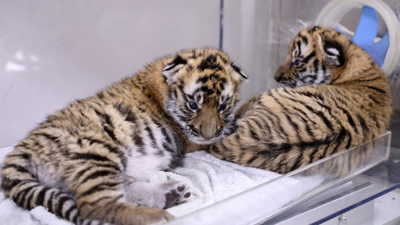Fotoreportage: Chinesische Zuchtstation für Südchinesische Tiger präsentiert Zwillingsnachwuchs