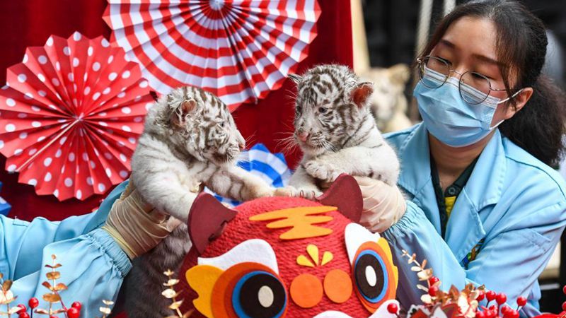 Weiße Tigerzwillinge geben Debüt in Guangzhou
