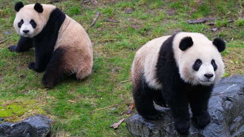 In Bildern: Riesenpandas im Zoo in Belgien