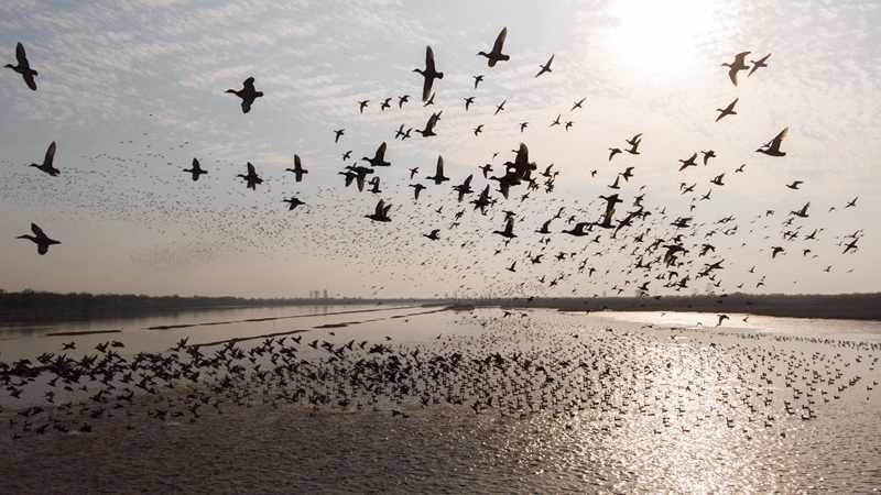 Wasservogelpopulation in Chinas zweitgrößtem Süßwassersee erreicht Rekordhöhe