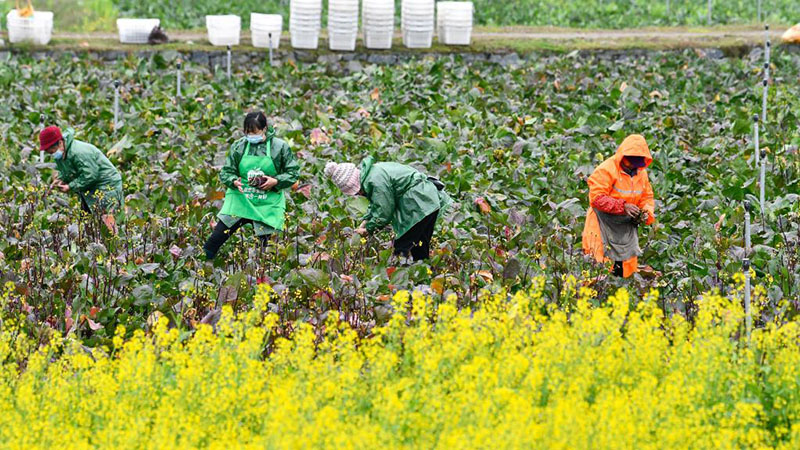 Bauern in Guizhou mit landwirtschaftlicher Frühjahrsproduktion beschäftigt