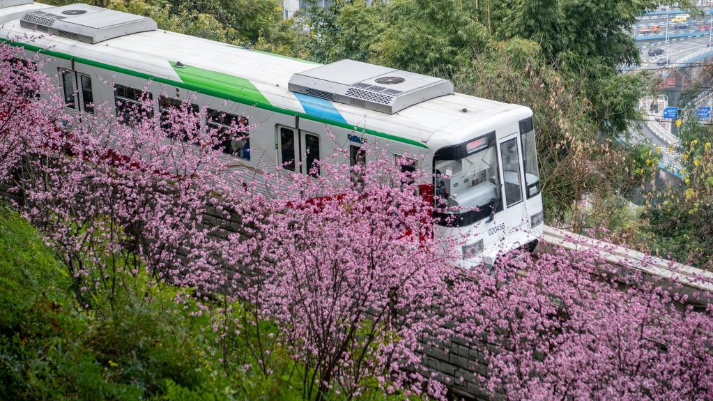 Zug in Chongqing fährt an blühenden Blumen vorbei