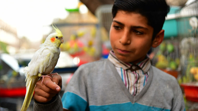 Fotoreportage: Markt im syrischen Damaskus bietet Heimvögel und Fische