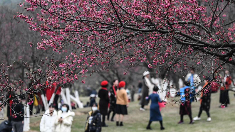 In Bildern: Kirschblüten in Nanning ziehen viele Touristen an