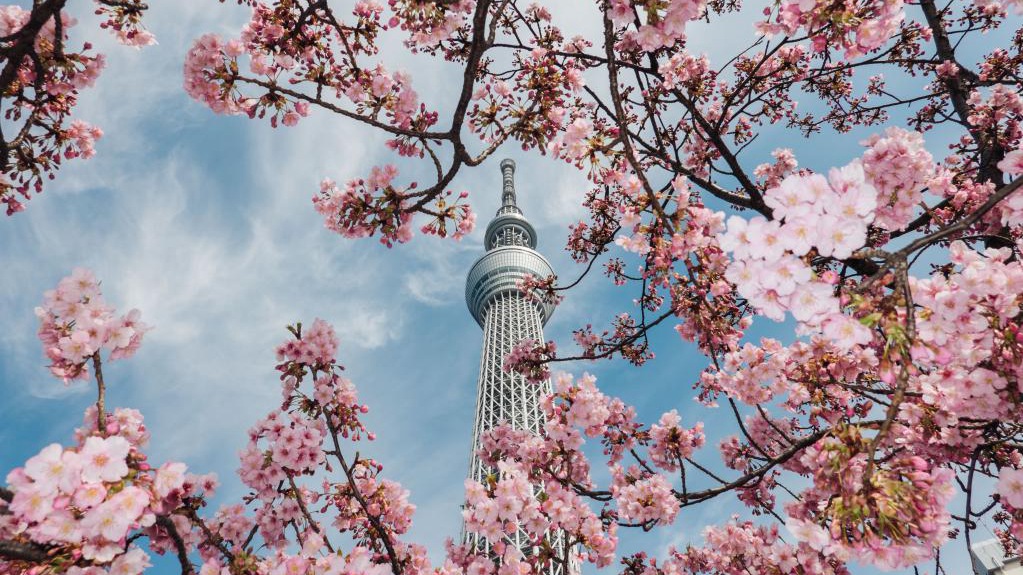 Kirschblütezeit in Tokio beginnt