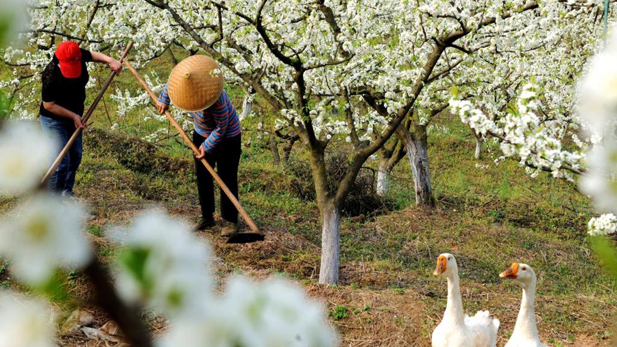 Dorfbewohner arbeiten auf Feldern im Frühling