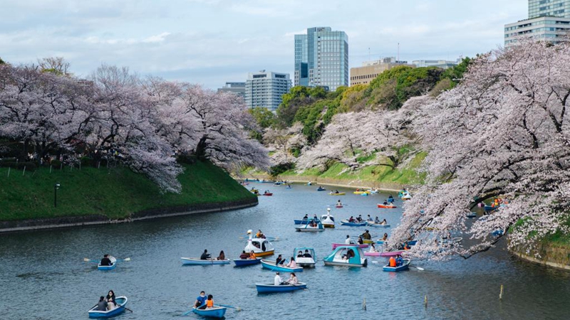 Menschen genießen Frühlingslandschaft mit Kirschblüten in Tokio